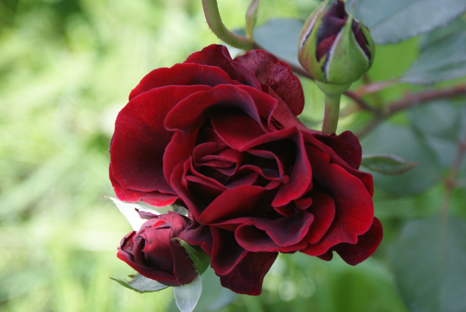 Sony Alpha DSLR-A200 sample photo. Nature, supplies, flowers photography