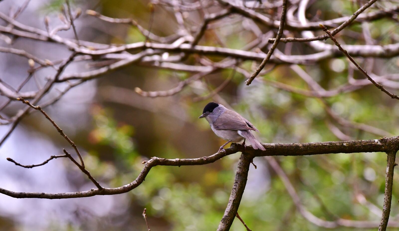Nikon D500 sample photo. Black-headed, songbird, man photography