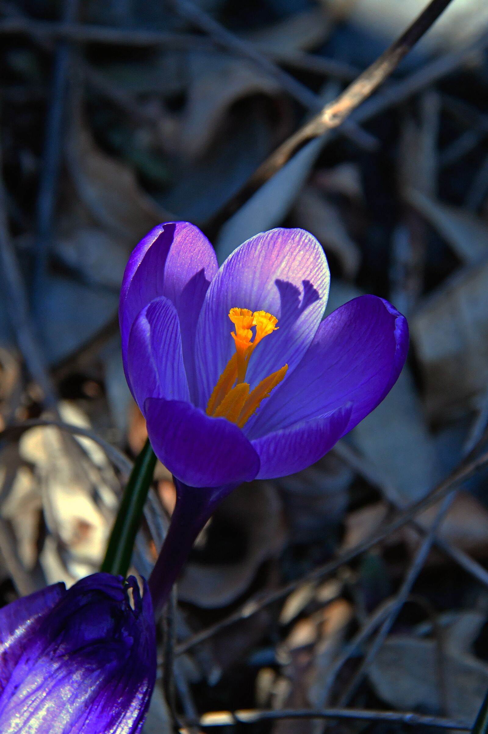 Nikon D3200 sample photo. Croccus, flower, spring photography