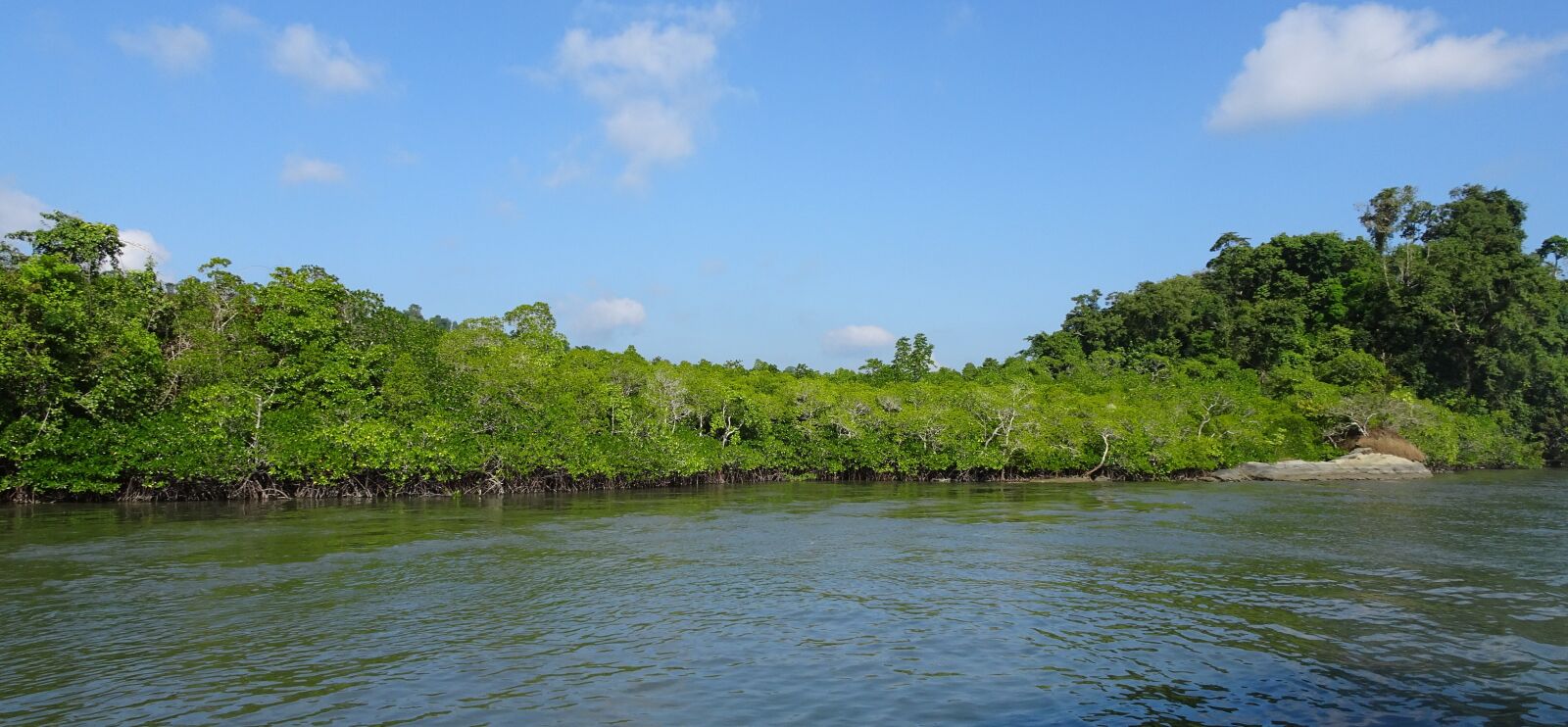 Sony Cyber-shot DSC-HX90V sample photo. Mangroves, forest, lush photography