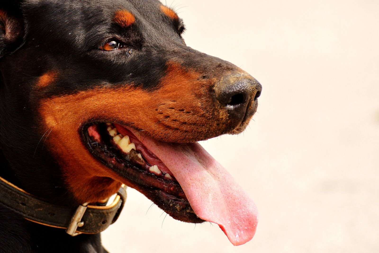 Nikon D3200 sample photo. Doberman, dog, animal world photography