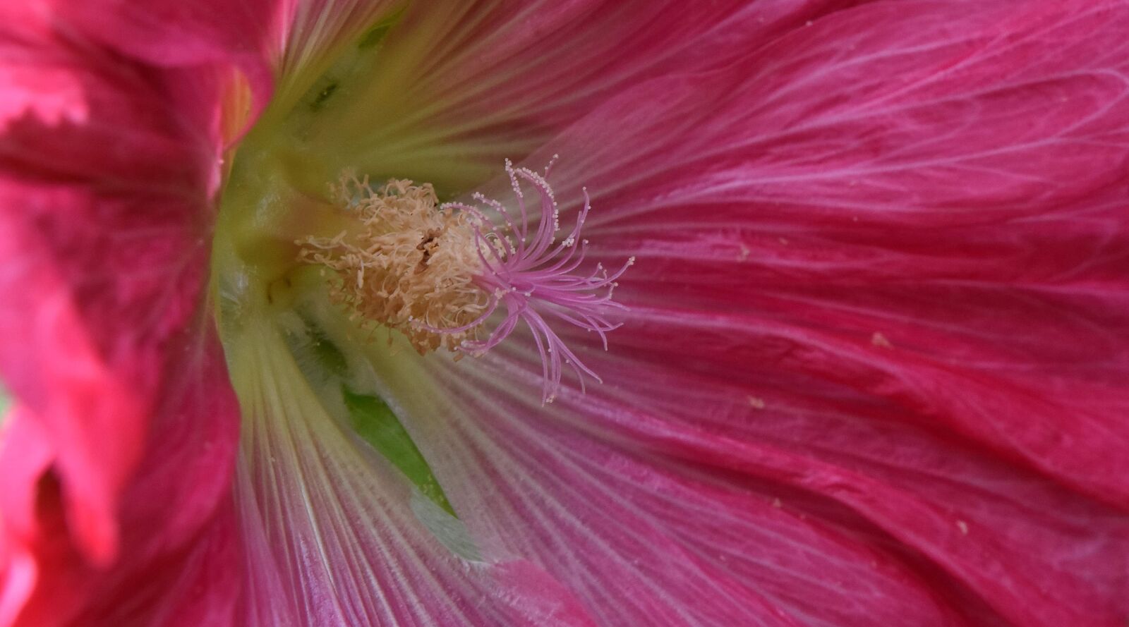 Nikon D5500 sample photo. Detail, flower bud, flower photography