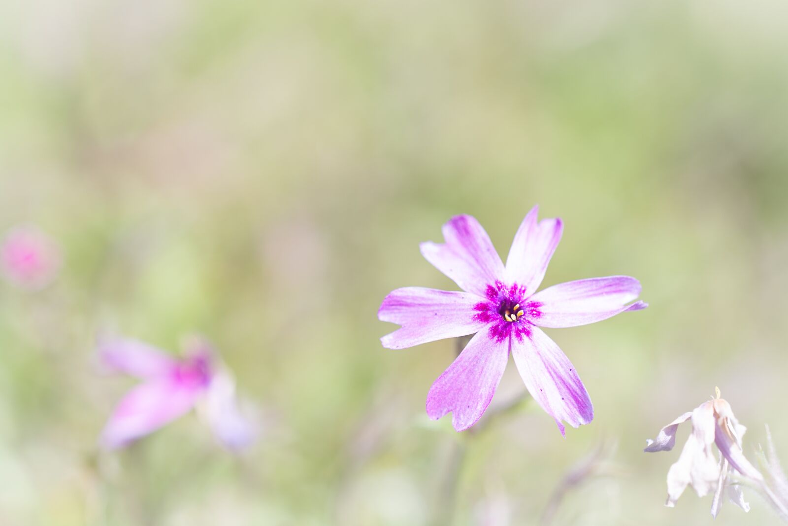 Nikon D7100 sample photo. Blossom, bloom, pink photography