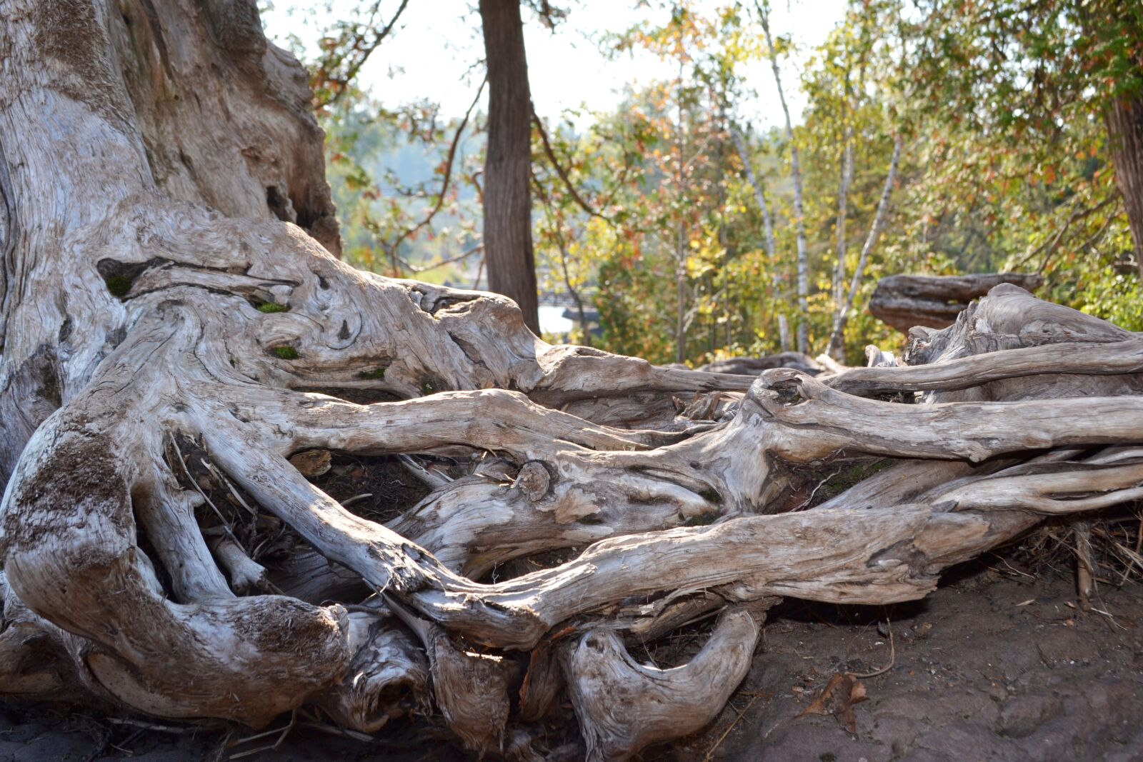 Nikon D3100 sample photo. Nature, tree, wood photography