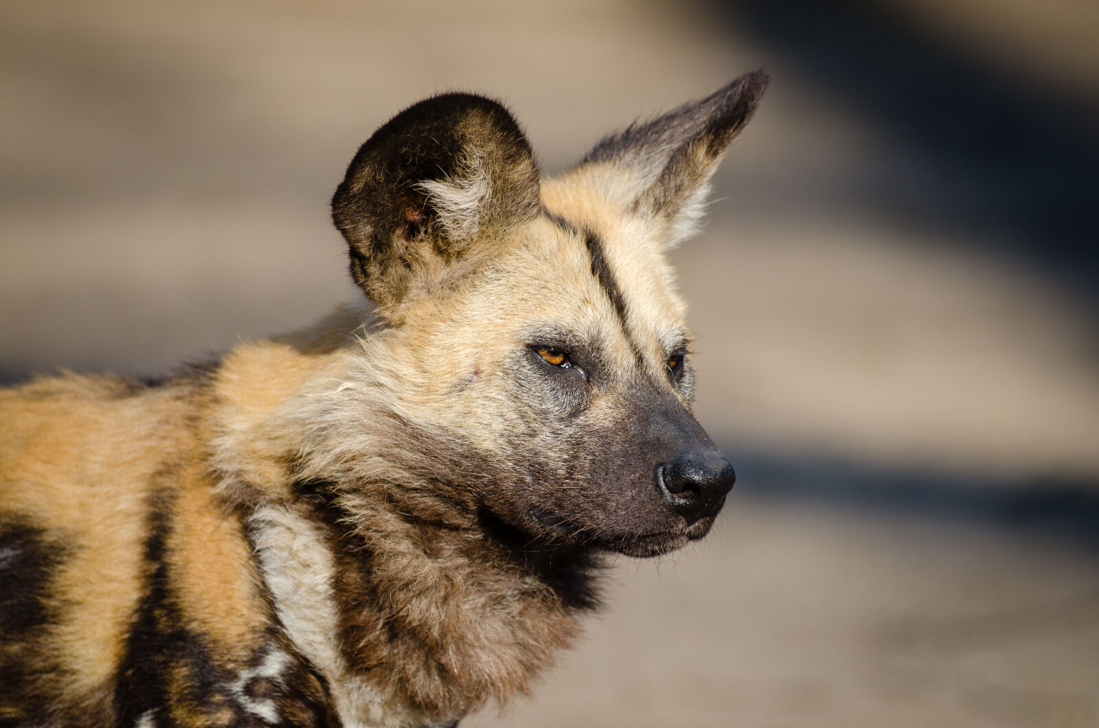 AF Zoom-Nikkor 80-200mm f/2.8 ED sample photo