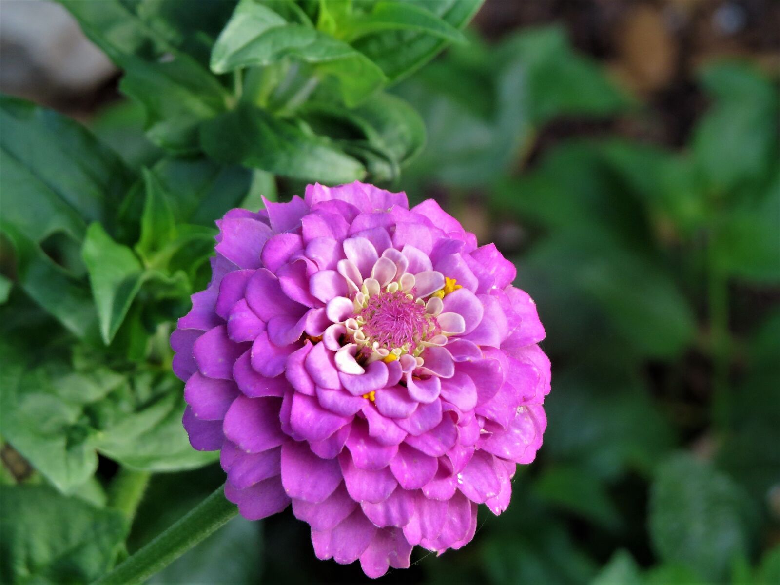 Canon PowerShot SX50 HS sample photo. Flower, pink, purple photography