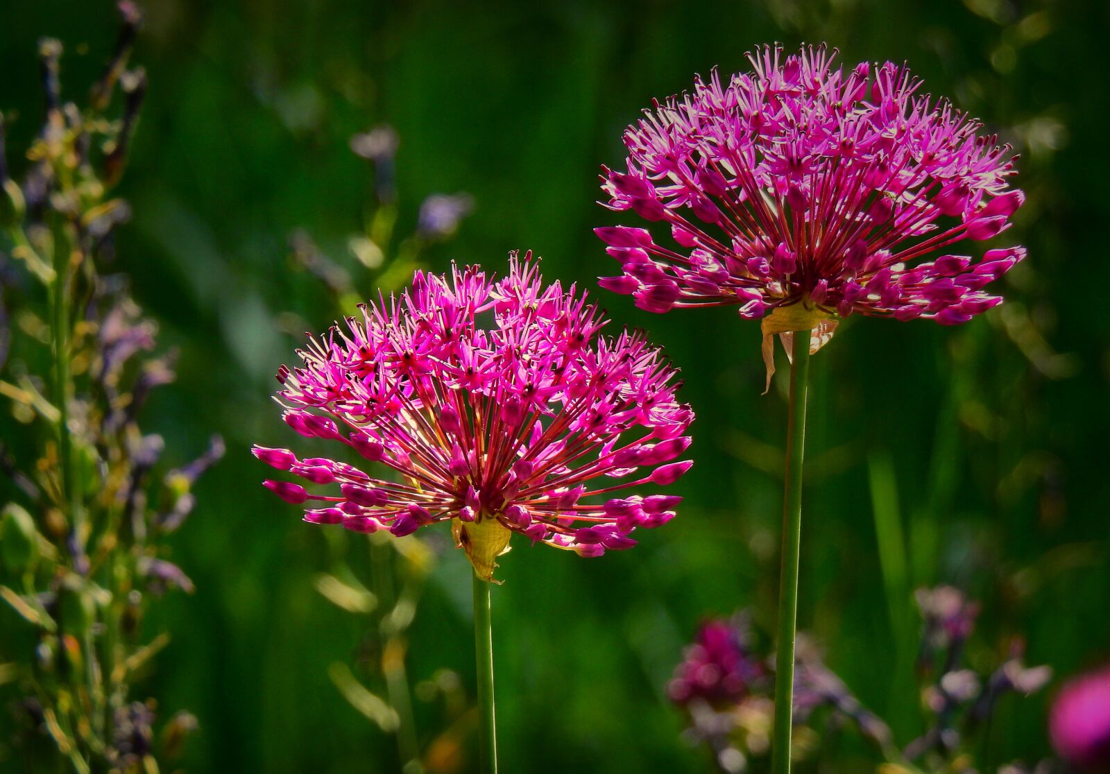 Nikon Coolpix P900 sample photo. Onion, allium, flower photography