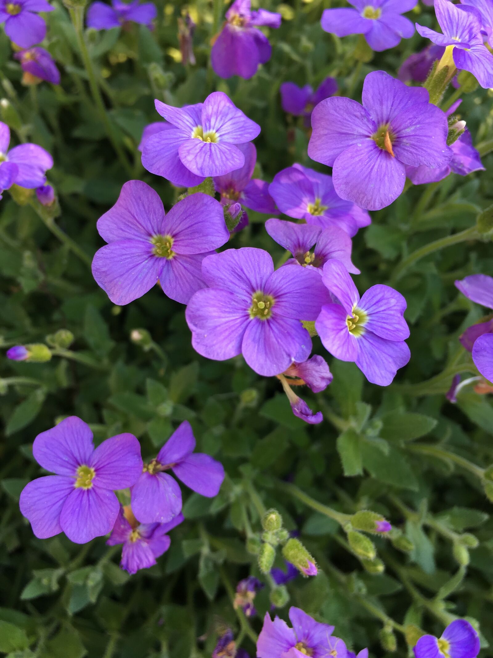 Apple iPhone 6s Plus sample photo. Flower, flowers, blooms photography