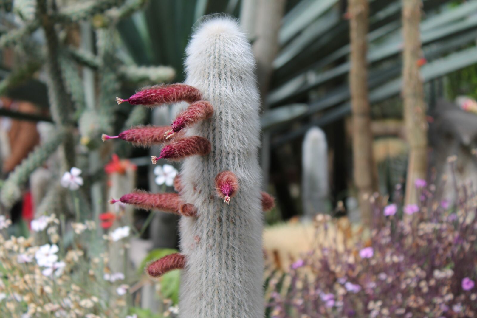 Canon EOS 1100D (EOS Rebel T3 / EOS Kiss X50) sample photo. Cactus, close up, cactus photography