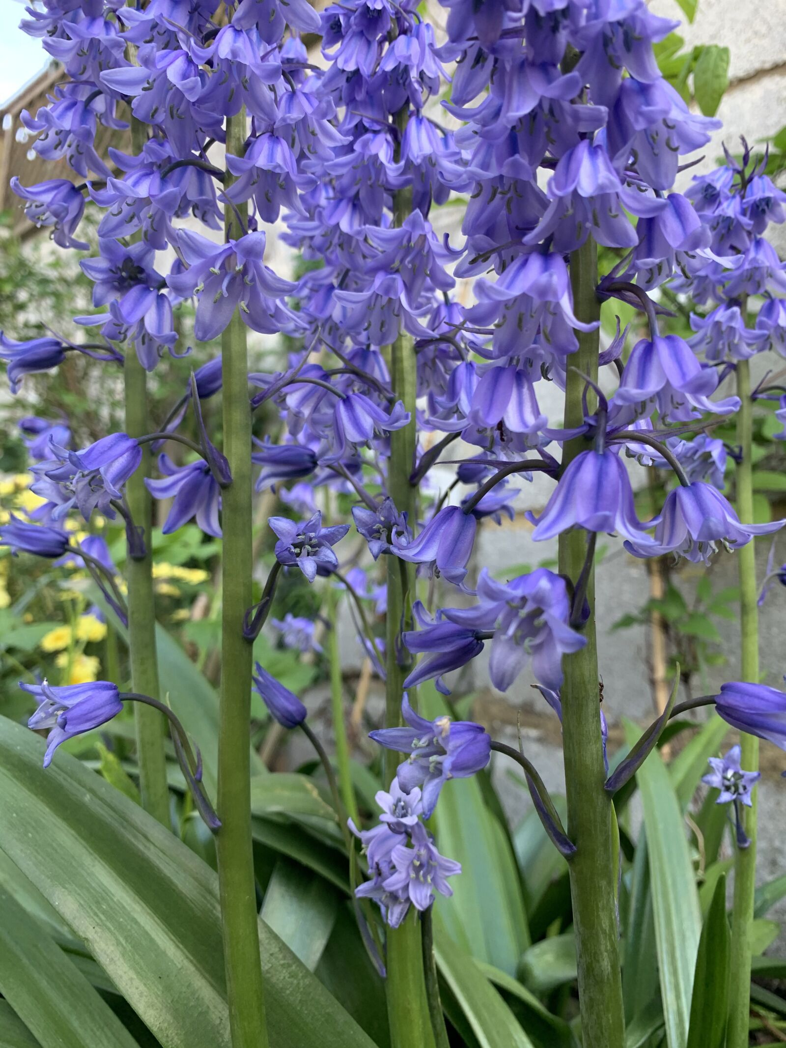 Apple iPhone XR sample photo. Blue, bell, spring photography
