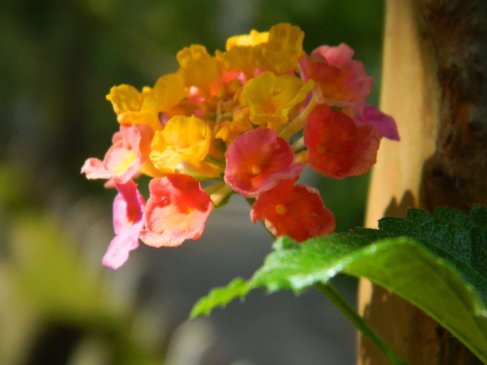 Nikon Coolpix L120 sample photo. Garden, flower photography