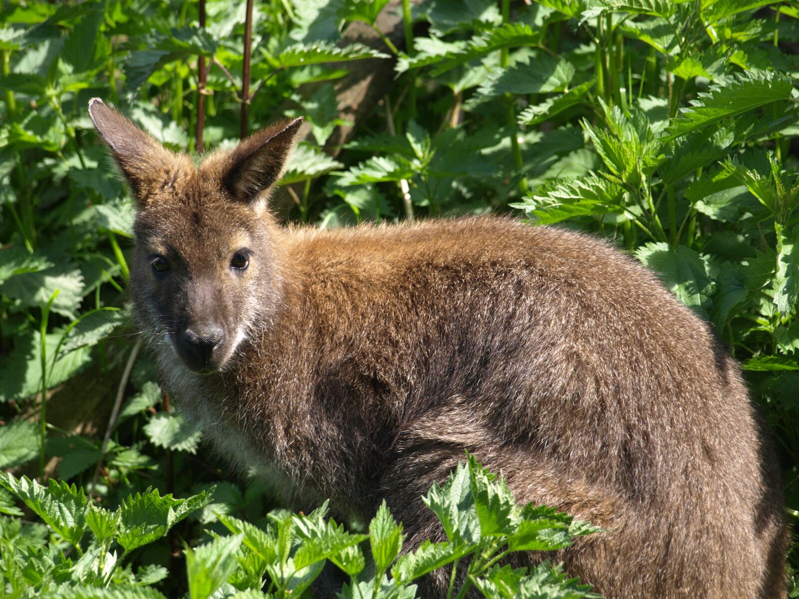 Olympus E-510 (EVOLT E-510) sample photo. Kangaroo, nature, animal photography