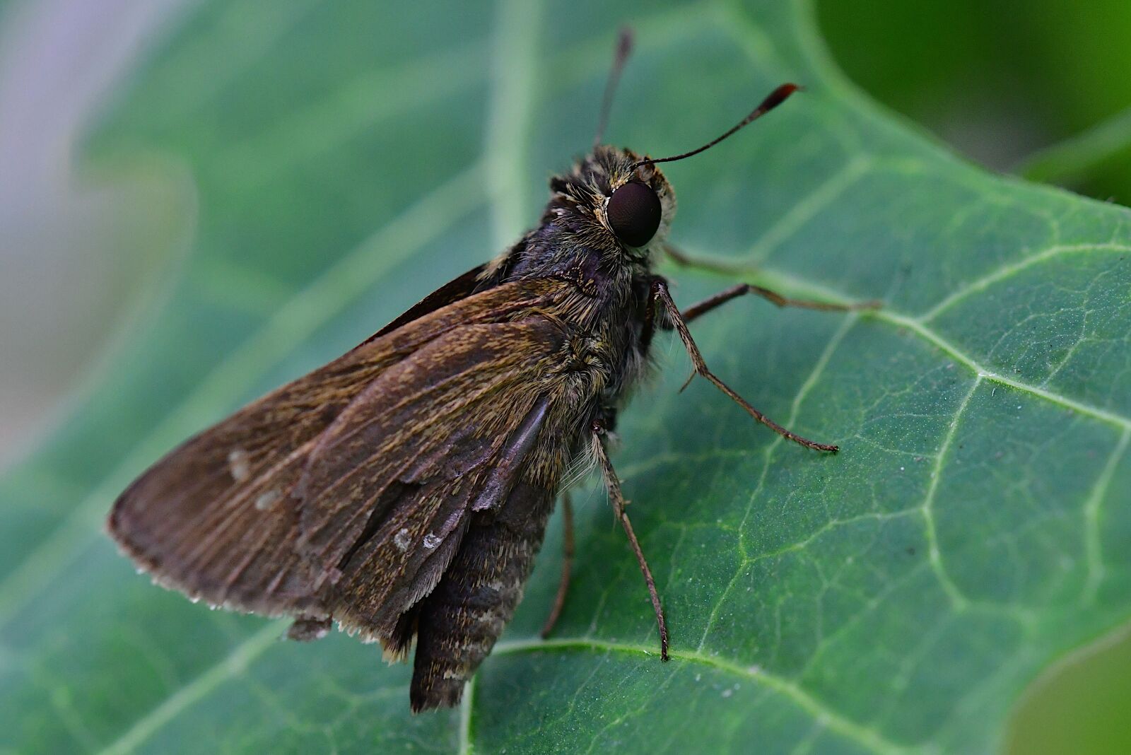 Nikon D500 sample photo. Moth, insect, lepidoptera photography