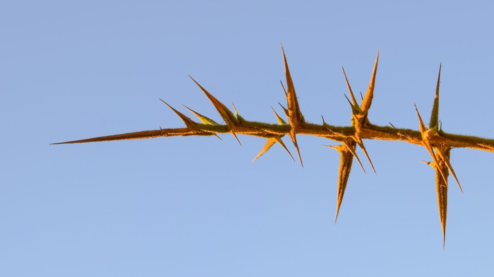 Nikon D3300 sample photo. Thorns, plant, nature photography