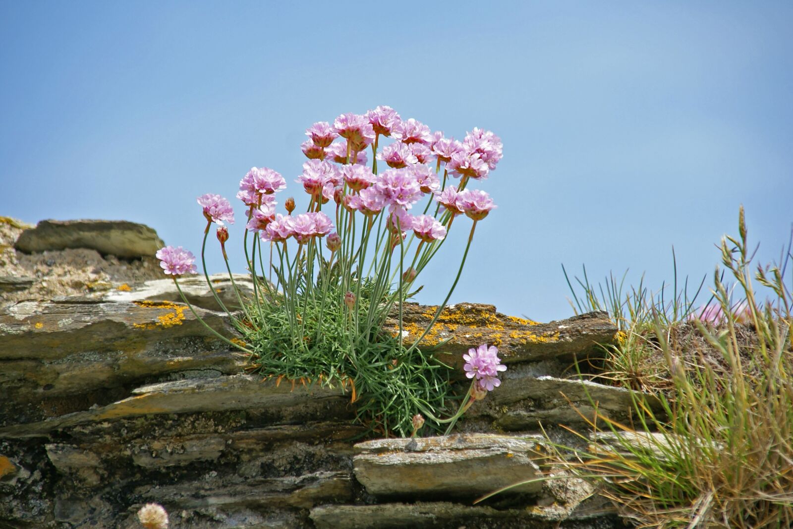 Sony Alpha DSLR-A100 sample photo. Flowers, rock, summer photography