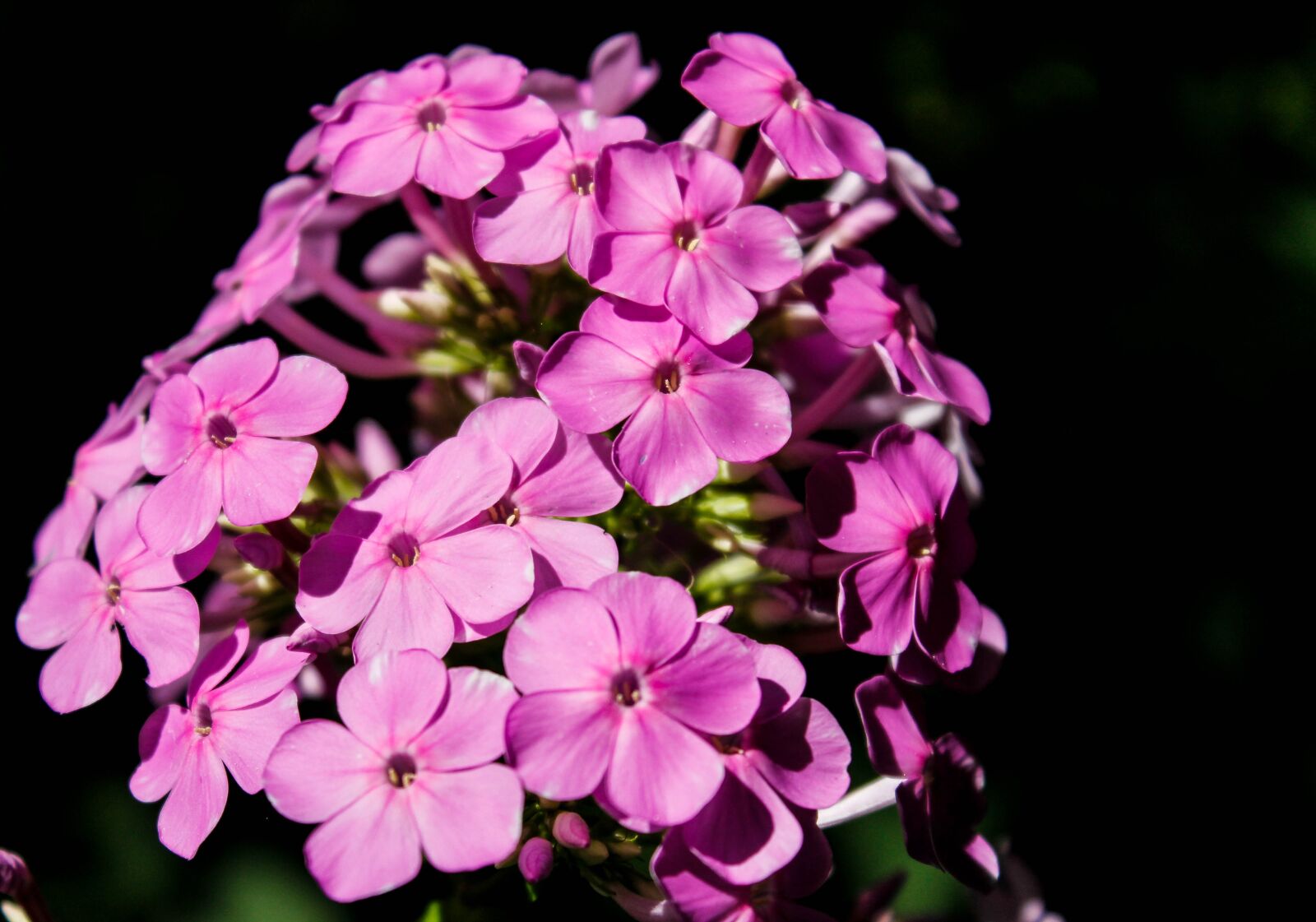 Canon EOS 1300D (EOS Rebel T6 / EOS Kiss X80) sample photo. Flowers, purple, bloom photography