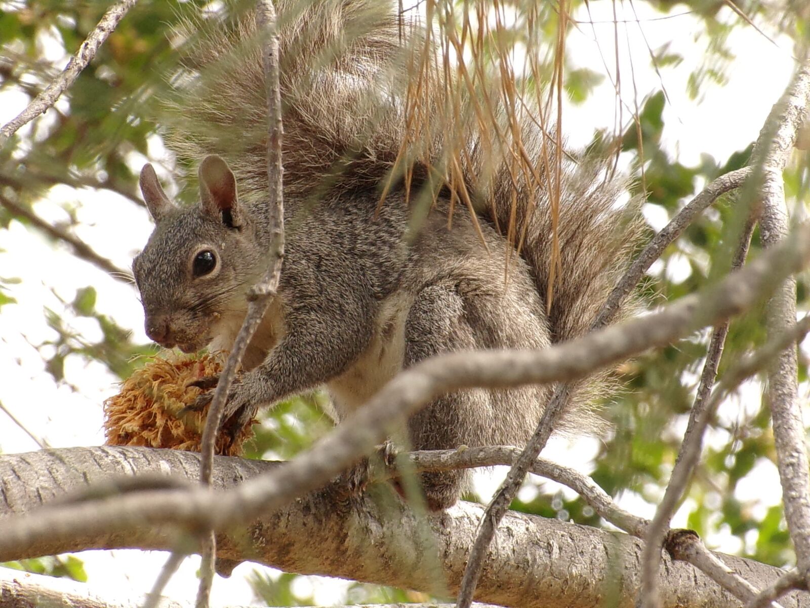 Kodak PIXPRO AZ501 sample photo. Squirrel, nature, wild photography