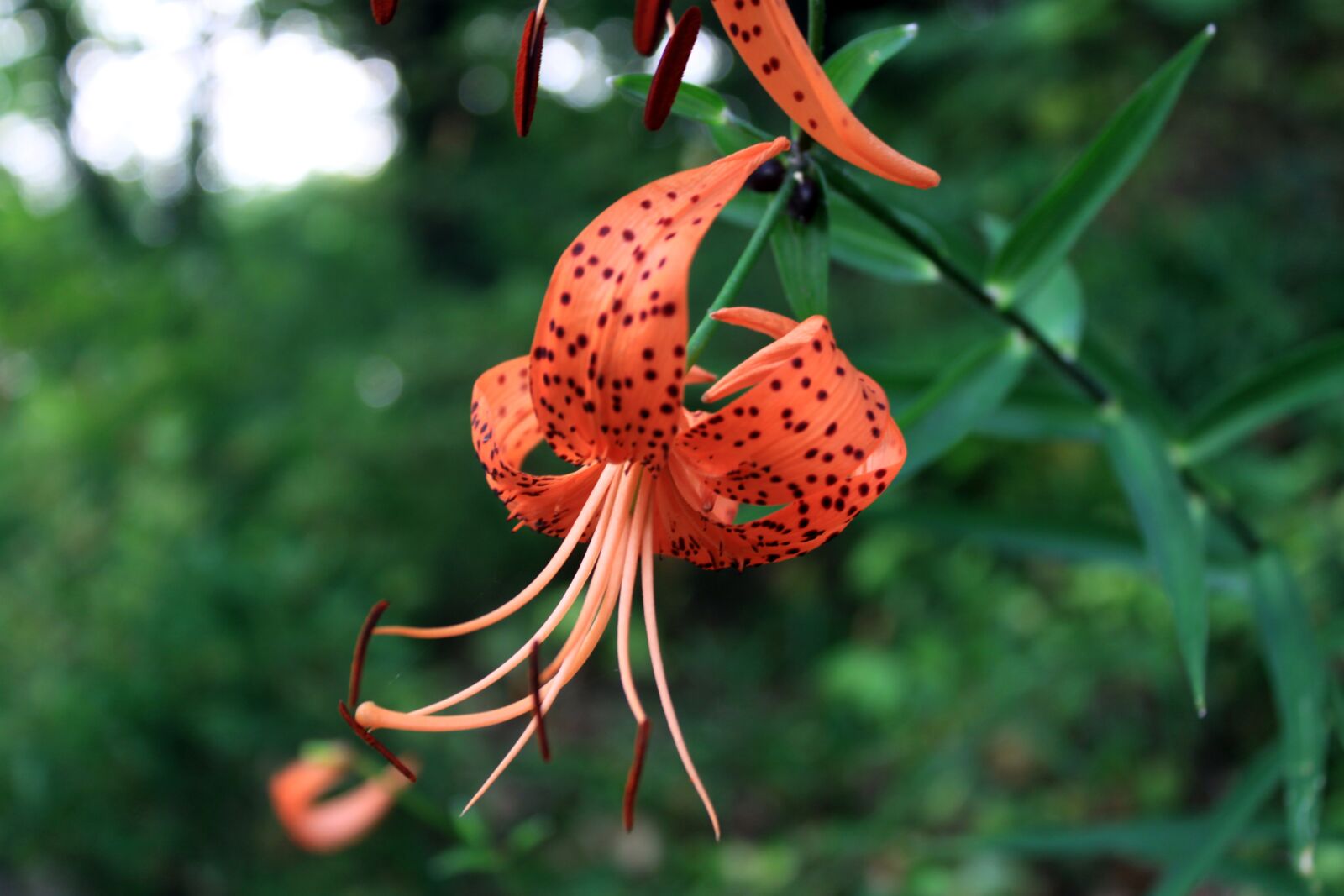 Canon EOS 50D sample photo. Lily, wildflower, nature photography