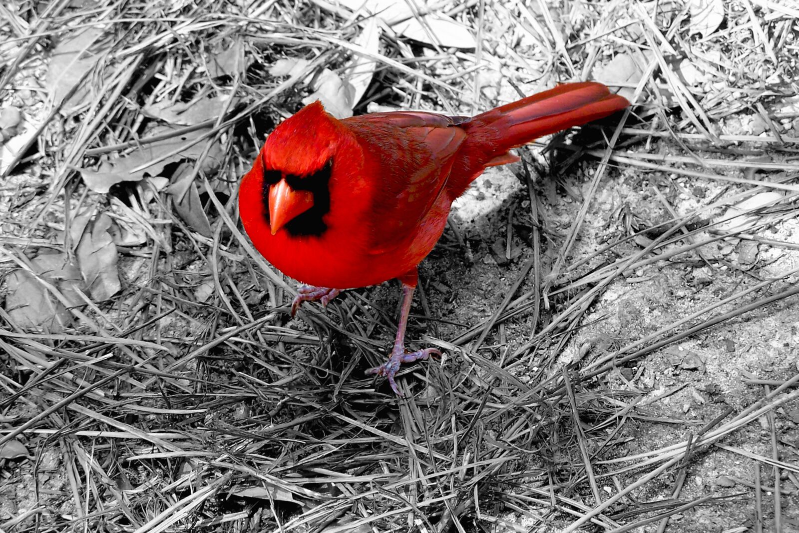 Kodak DX6490 ZOOM DIGITAL CAMERA sample photo. Cardinal, bird, red photography