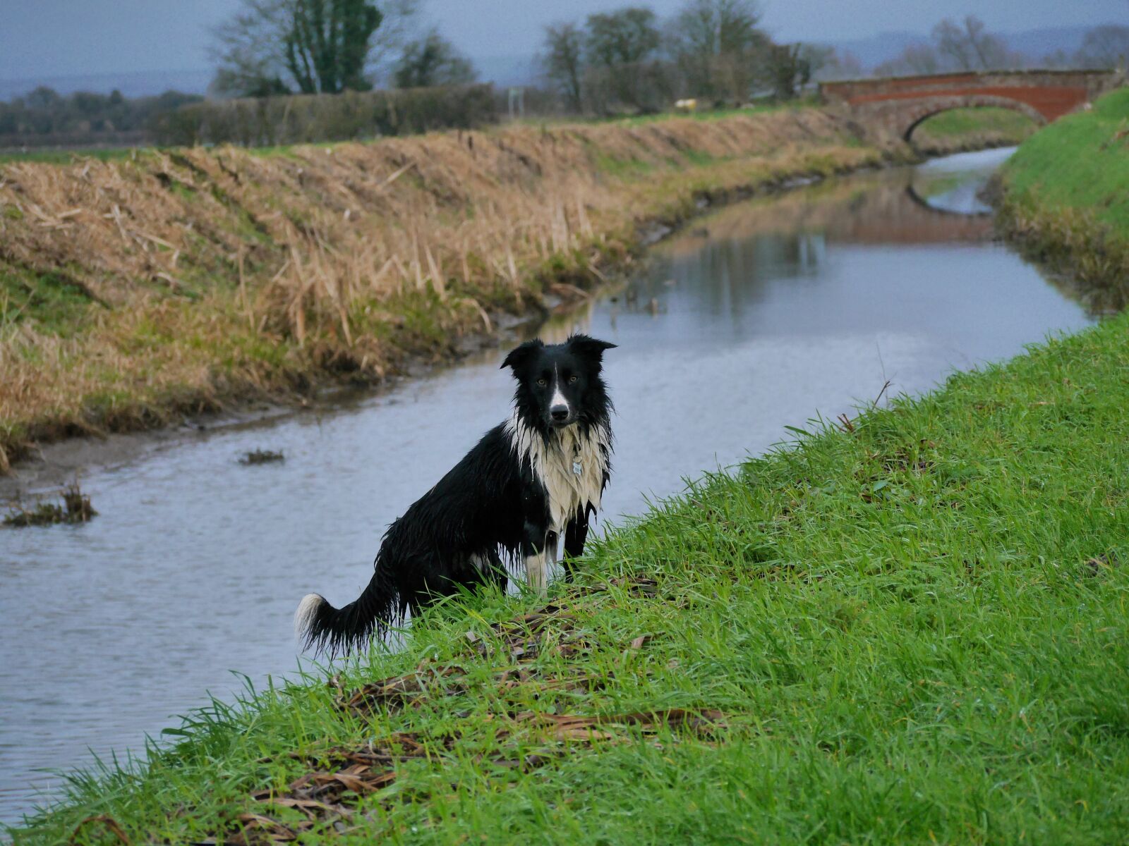 Panasonic Lumix DMC-G6 sample photo. Border collie, rive, bridge photography
