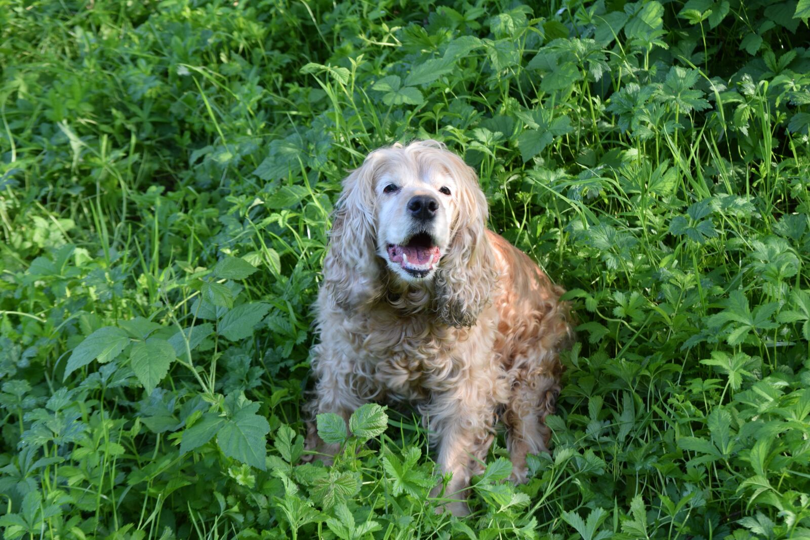 Nikon D3300 sample photo. Dog, green grass, cocker photography