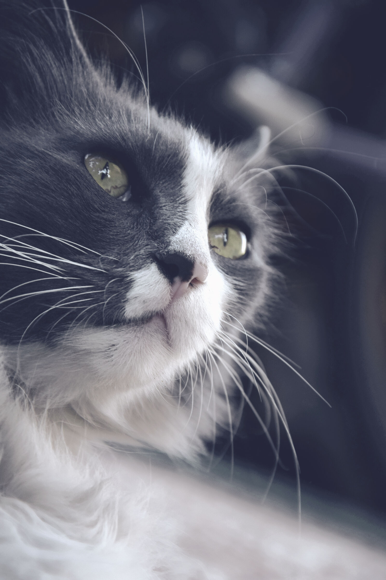 Nikon D3300 sample photo. Blur, cat, cat, eyes photography