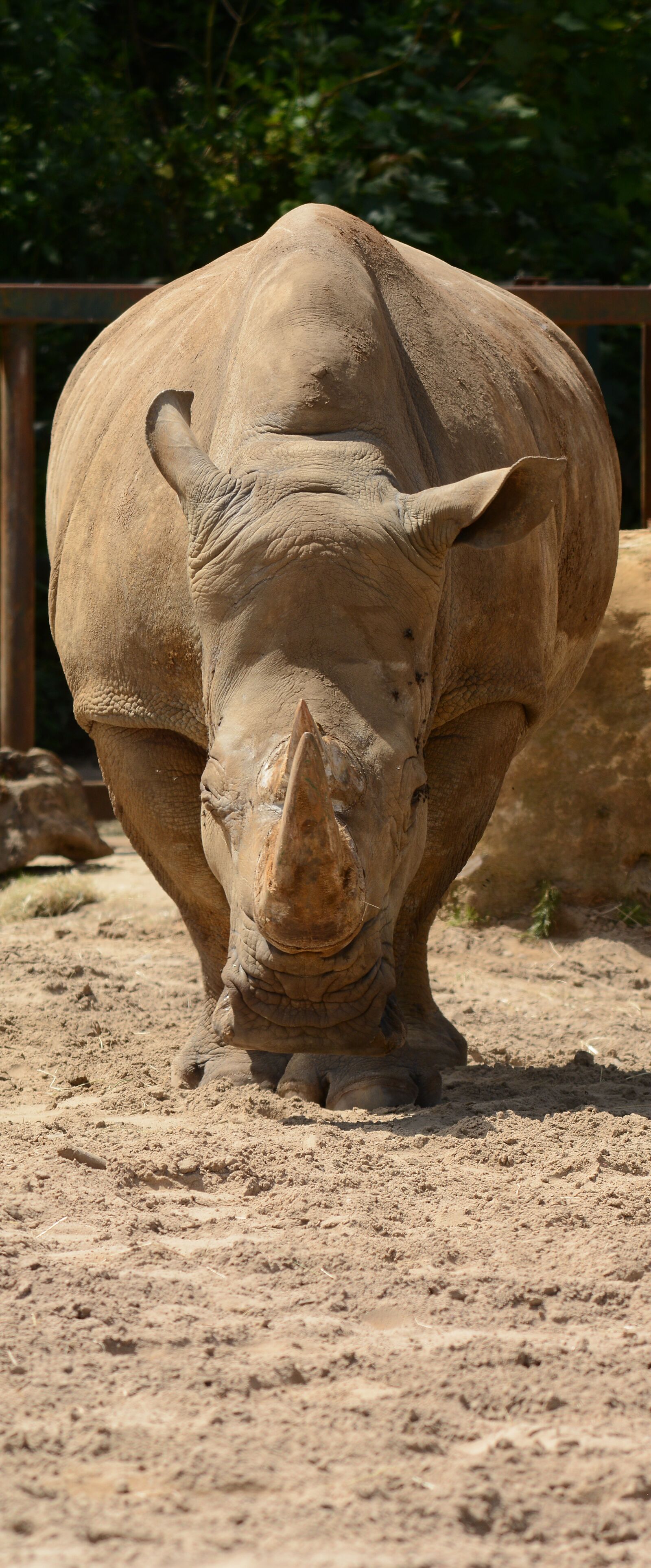 Nikon D7100 sample photo. Rhino, safari park, grazing photography
