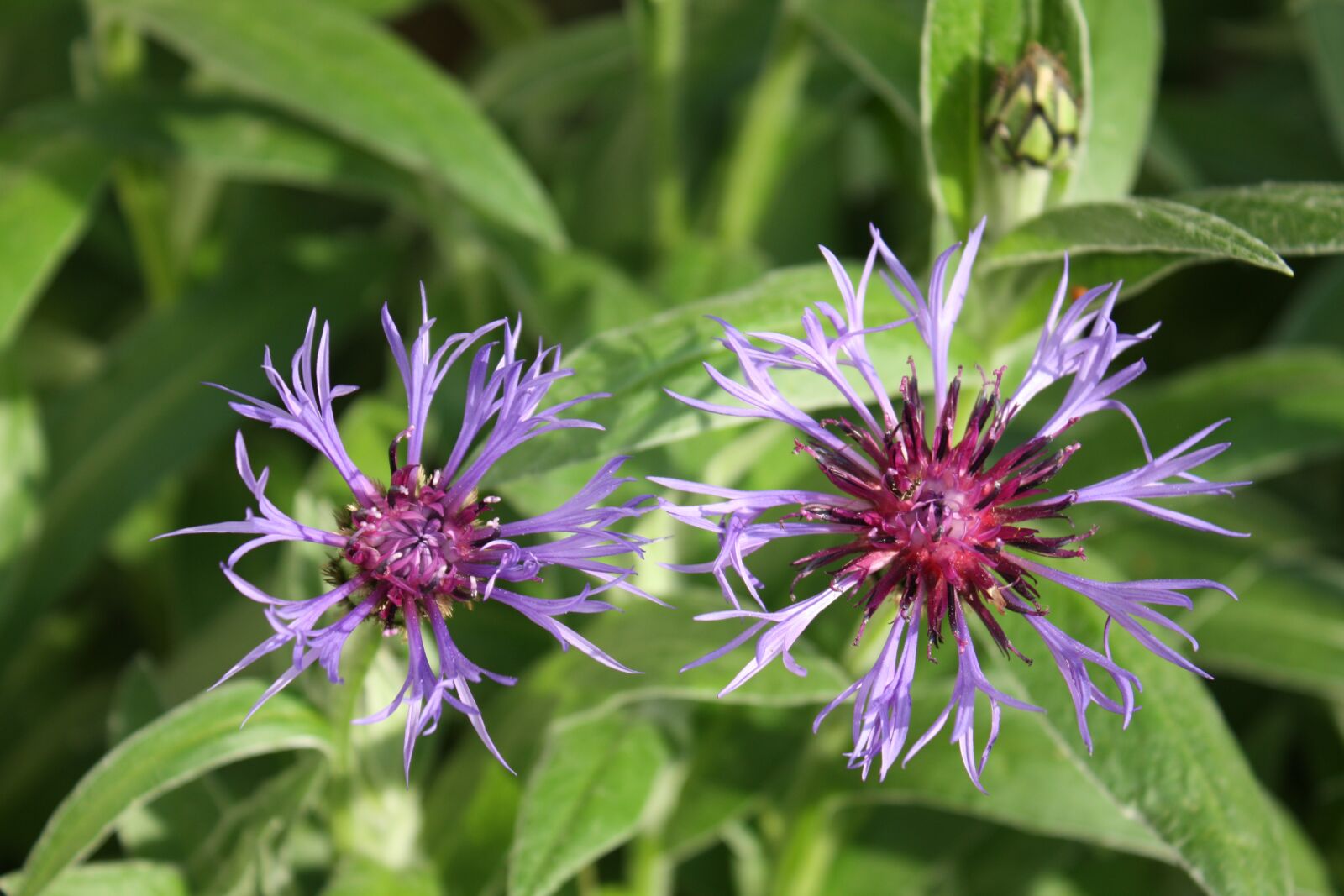 Canon EOS 450D (EOS Rebel XSi / EOS Kiss X2) sample photo. Mountain crumpled, bluets, centaurea photography