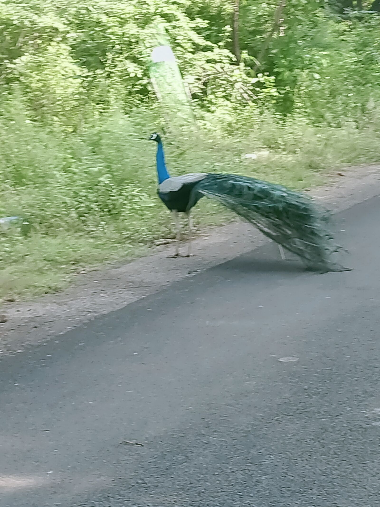 OPPO A5 2020 sample photo. Peacock, birds, jungle photography