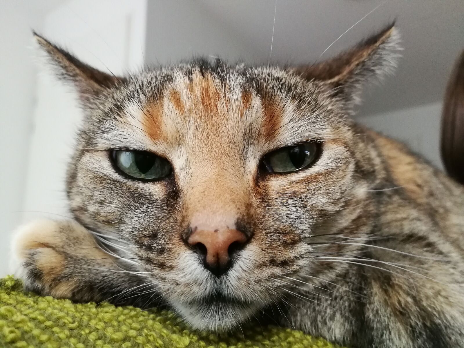 HUAWEI P10 sample photo. Cat, dislike, grumpy, mood photography