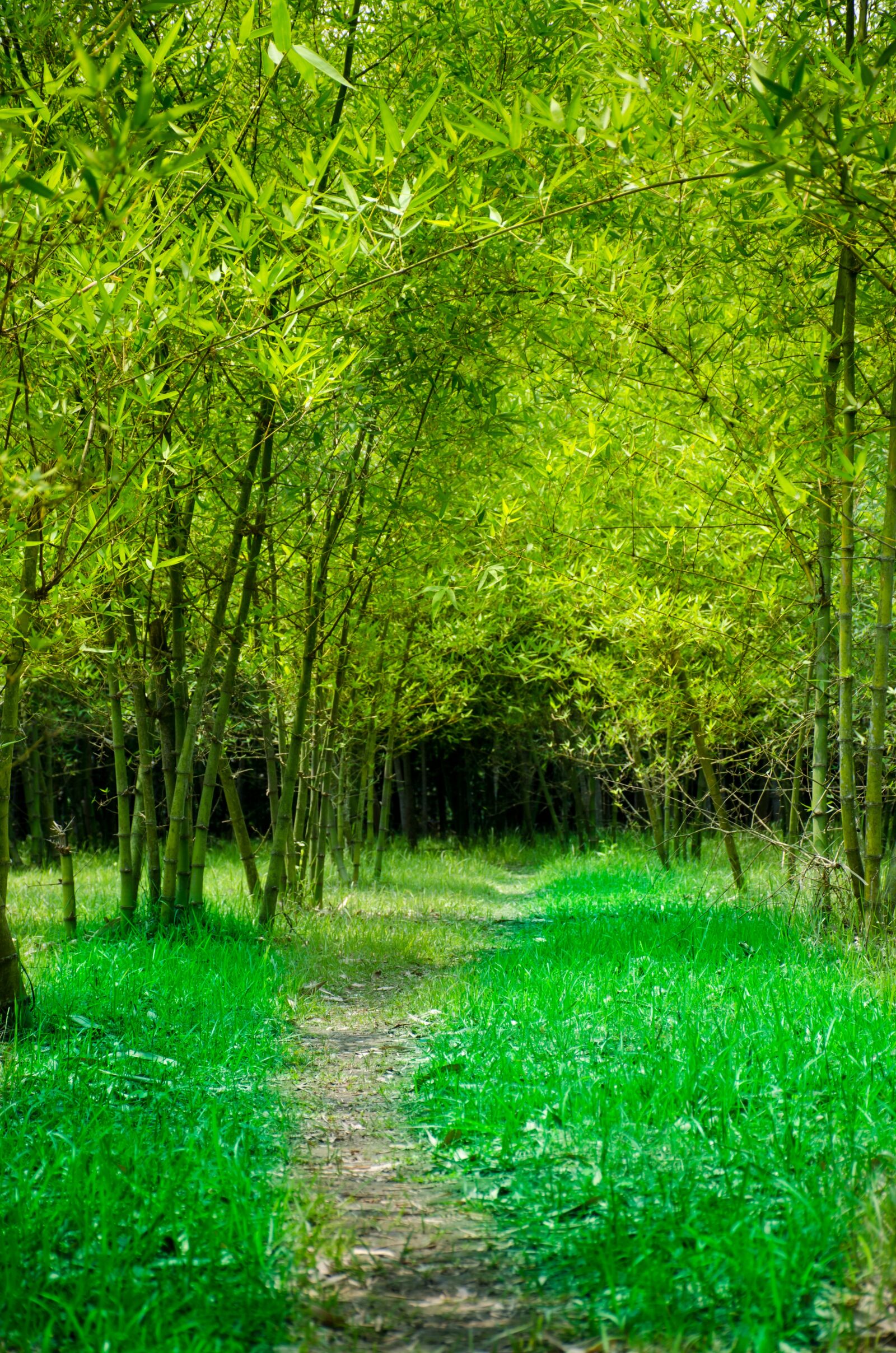 Nikon D7000 sample photo. Bamboo, garden, road photography