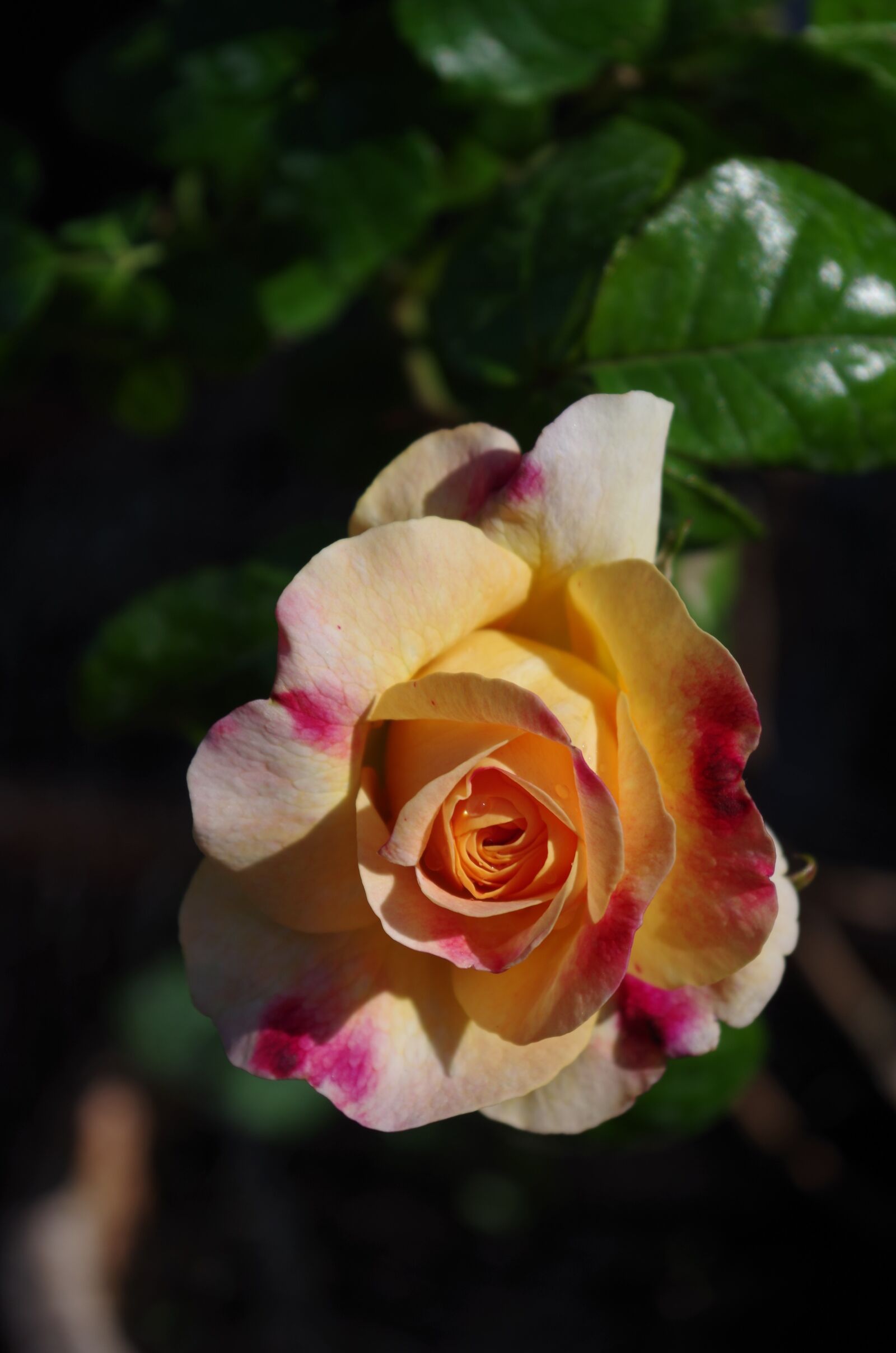 Pentax K-30 sample photo. Rose, flower, floral photography