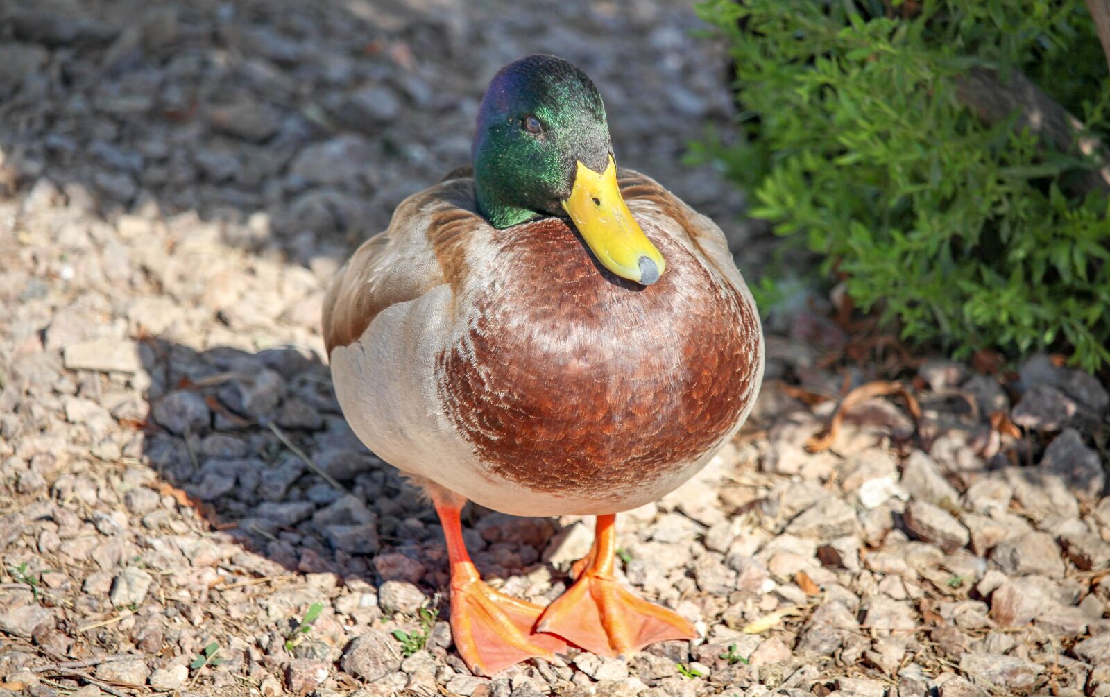 Canon EOS 700D (EOS Rebel T5i / EOS Kiss X7i) sample photo. Bird, nature, animal photography