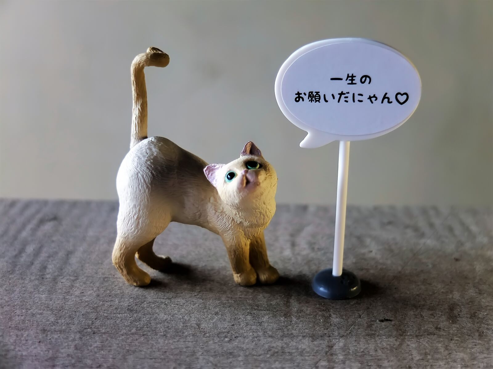 Fujifilm X10 sample photo. Cat, domesticated, animal photography