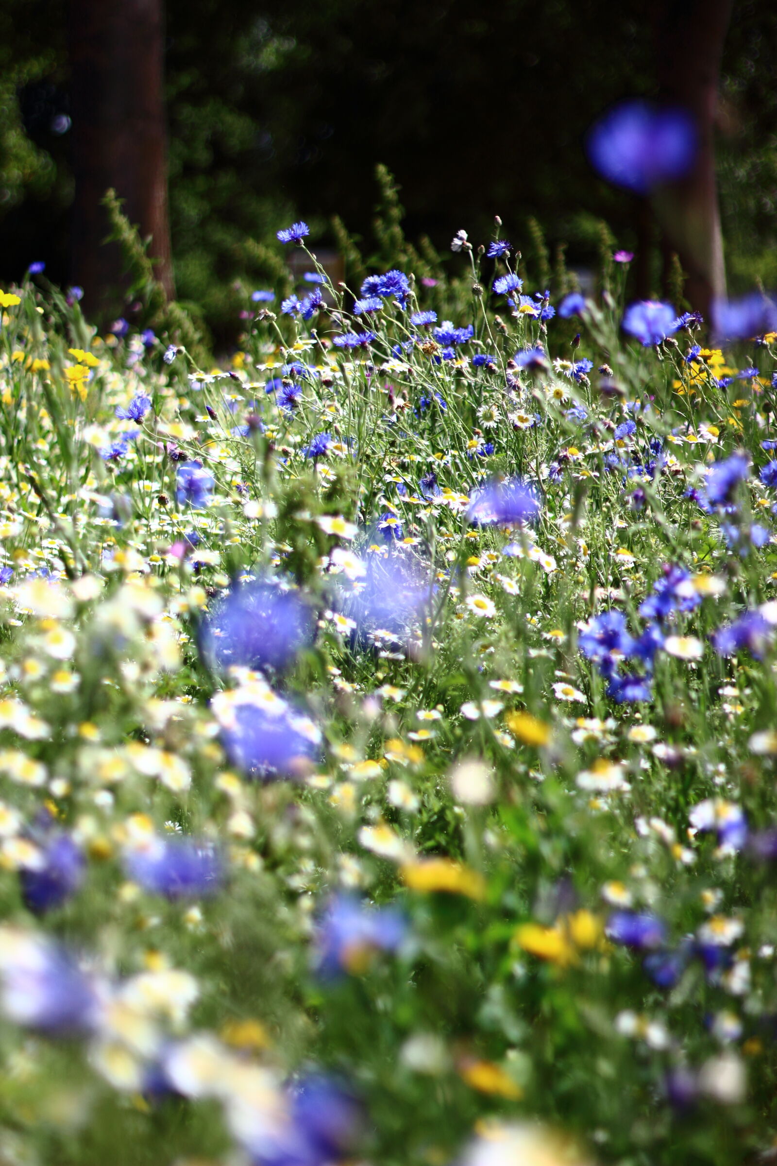 Canon EOS 600D (Rebel EOS T3i / EOS Kiss X5) + Canon EF 50mm F1.8 II sample photo. Flowers, meadow, summer, wild photography