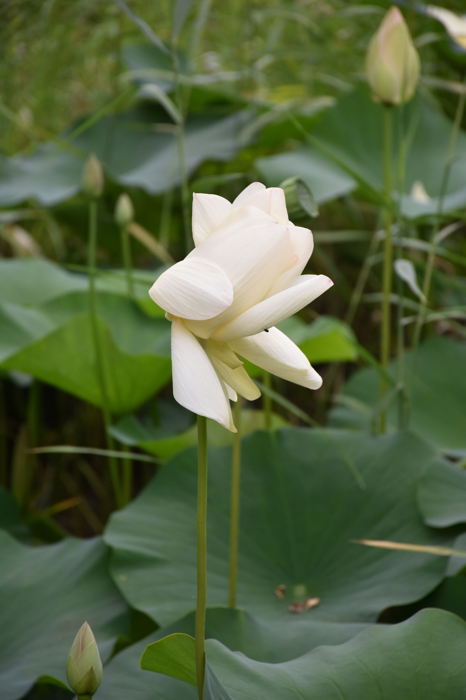 Nikon D7200 sample photo. Lotus, summer, flower photography