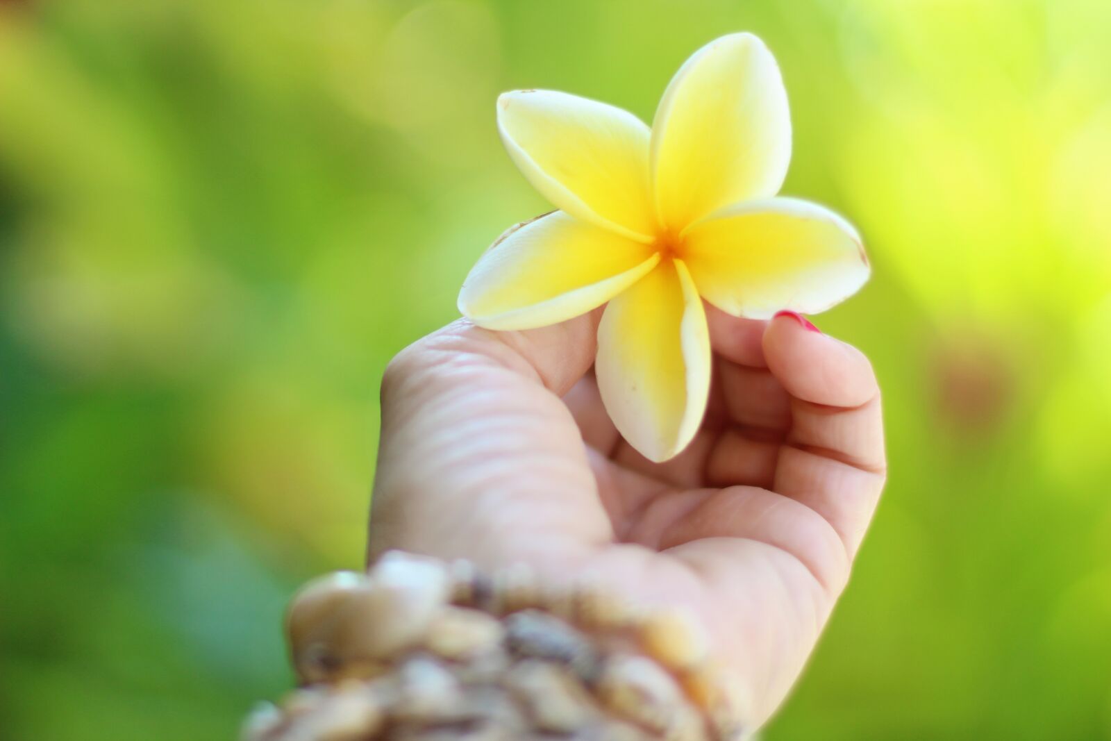 Canon EF 50mm F1.4 USM sample photo. Hawaii, plumeria, tropical photography