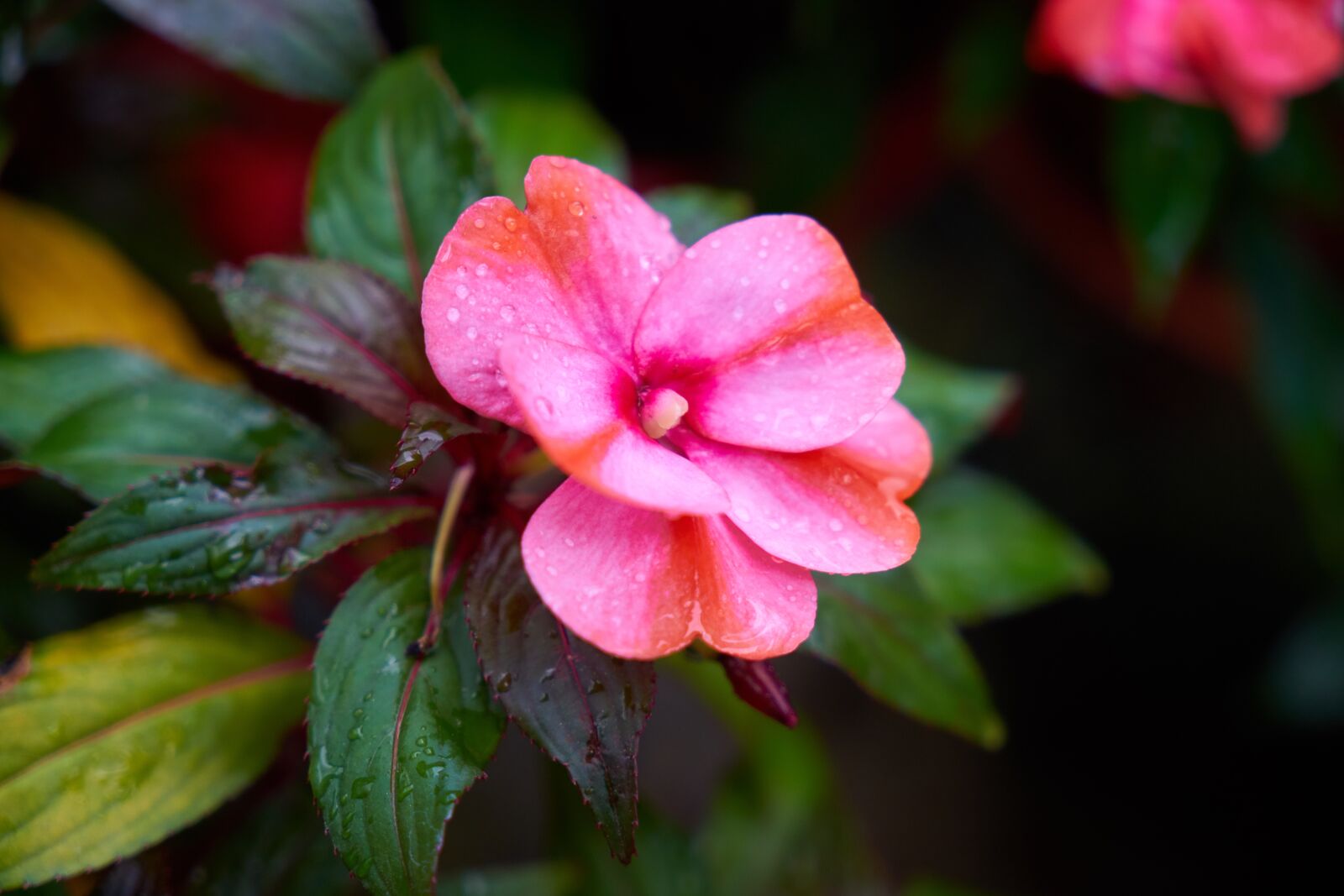 Sony a7R II sample photo. Flower, flowerpot, nature photography