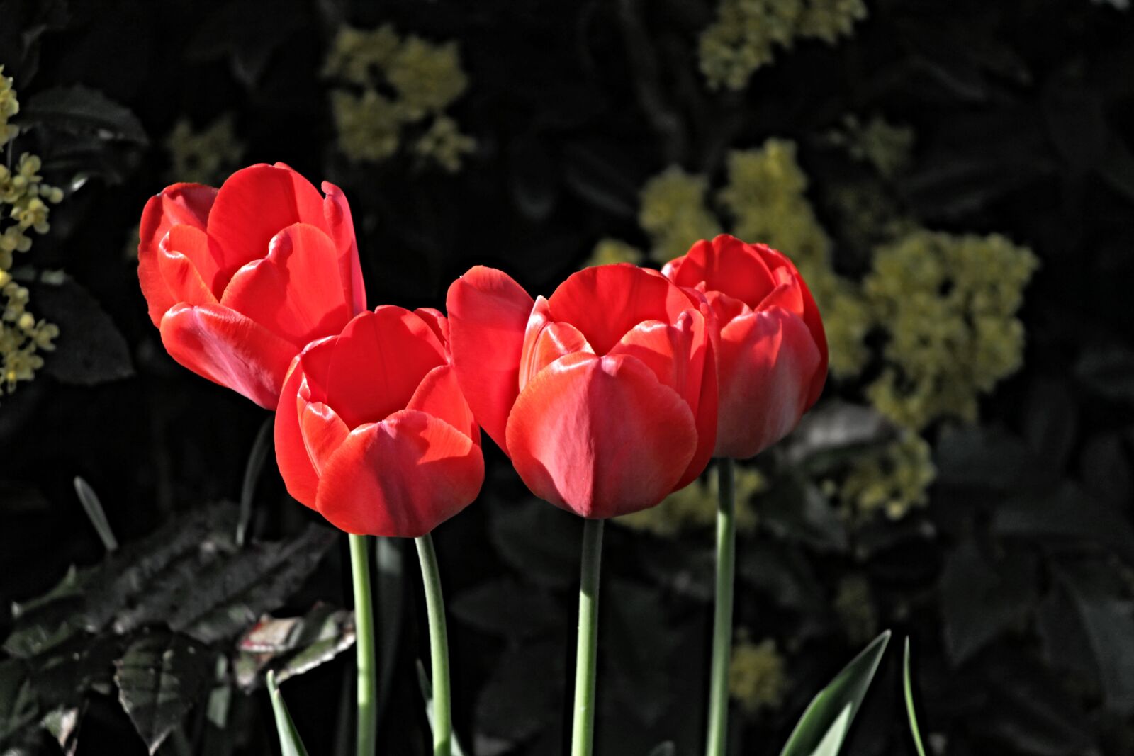 Canon EOS 1100D (EOS Rebel T3 / EOS Kiss X50) sample photo. Tulips, red, blossom photography
