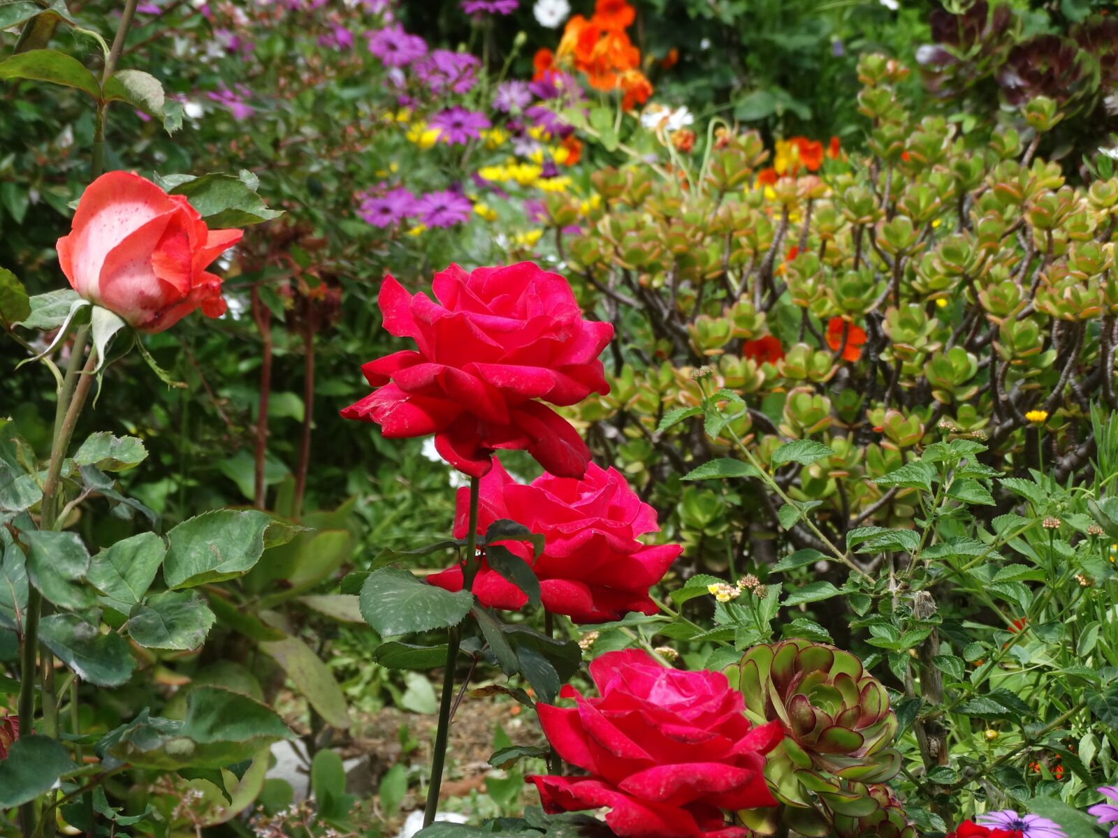 Sony Cyber-shot DSC-HX300 sample photo. Roses, flower, wedding photography