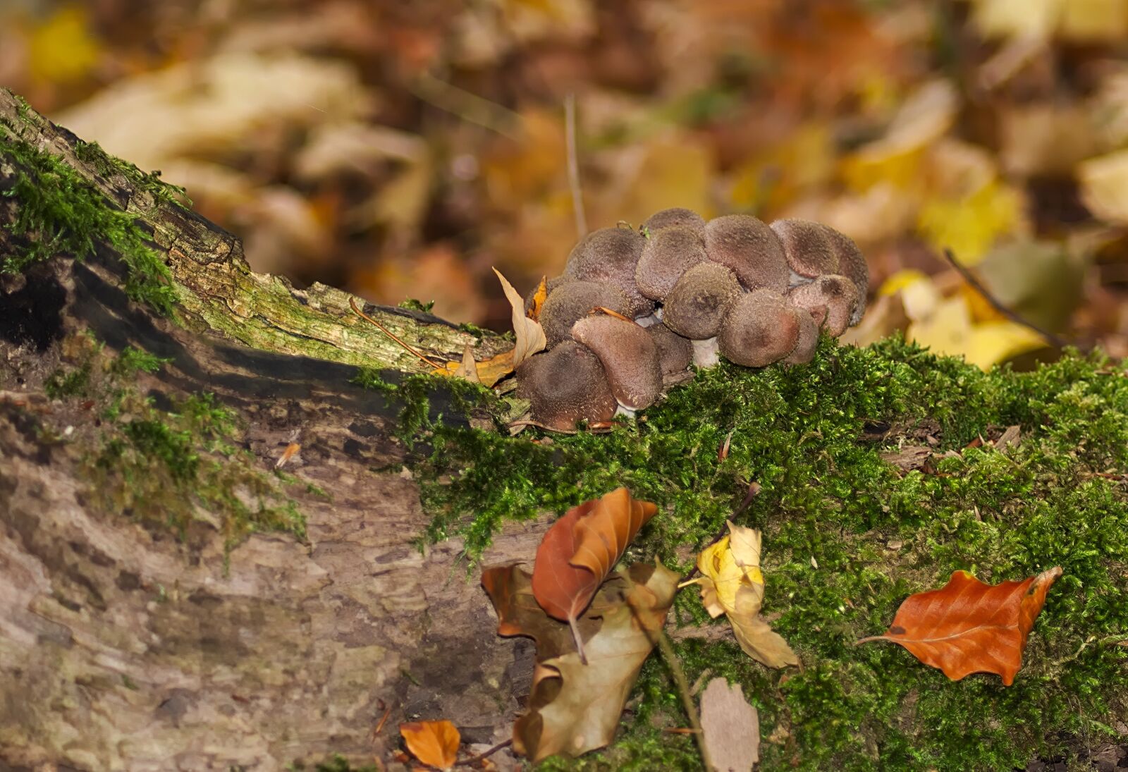 Nikon D3300 sample photo. Forest, autumn, mushrooms photography