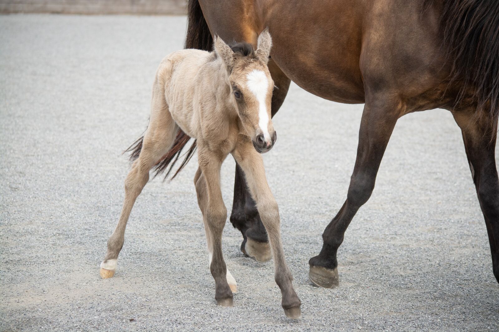 Nikon D7100 sample photo. Foal, small, newborn photography