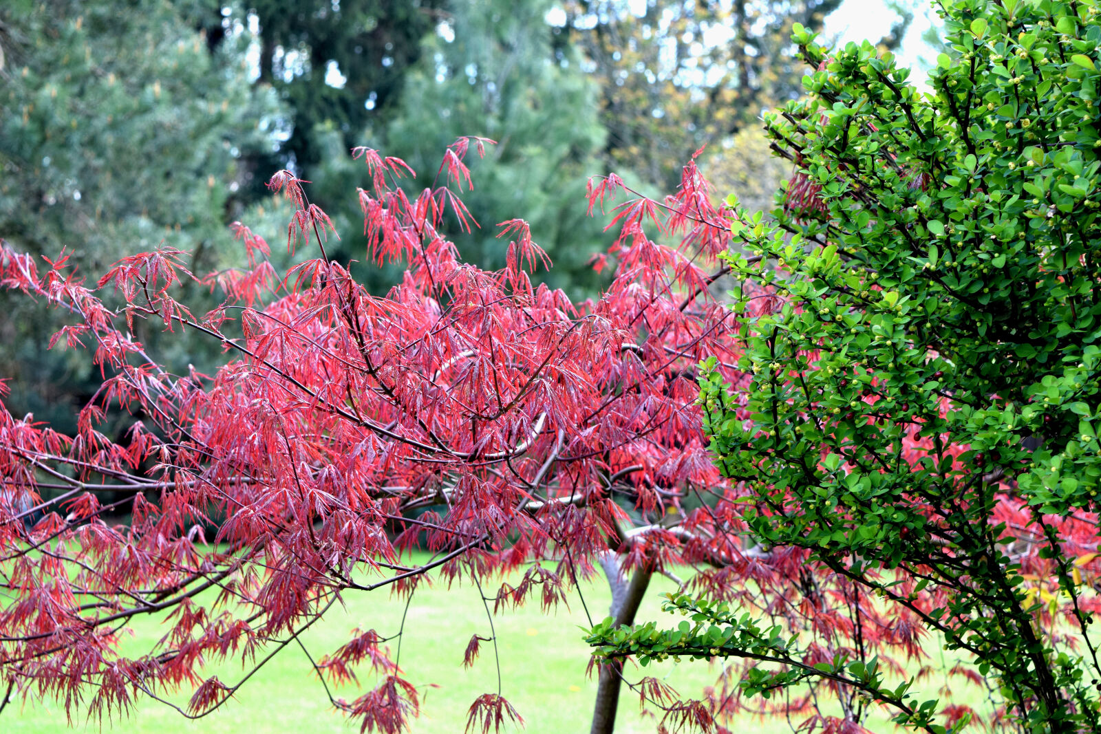 Nikon D3300 sample photo. Spring photography