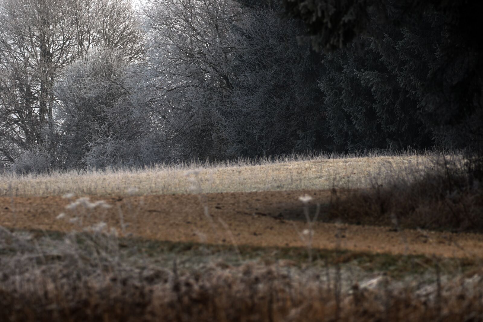 Canon EOS 7D Mark II sample photo. Plant, icy, trees photography