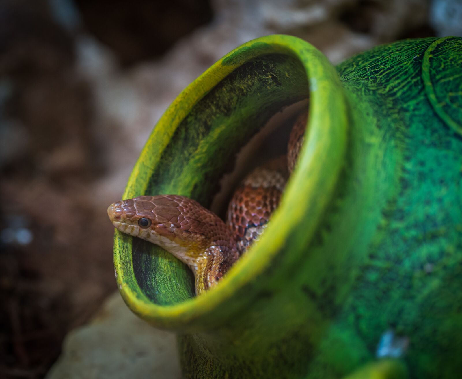 Sony a7R II + Canon EF 100mm F2.8L Macro IS USM sample photo. Reptile, living nature, nature photography