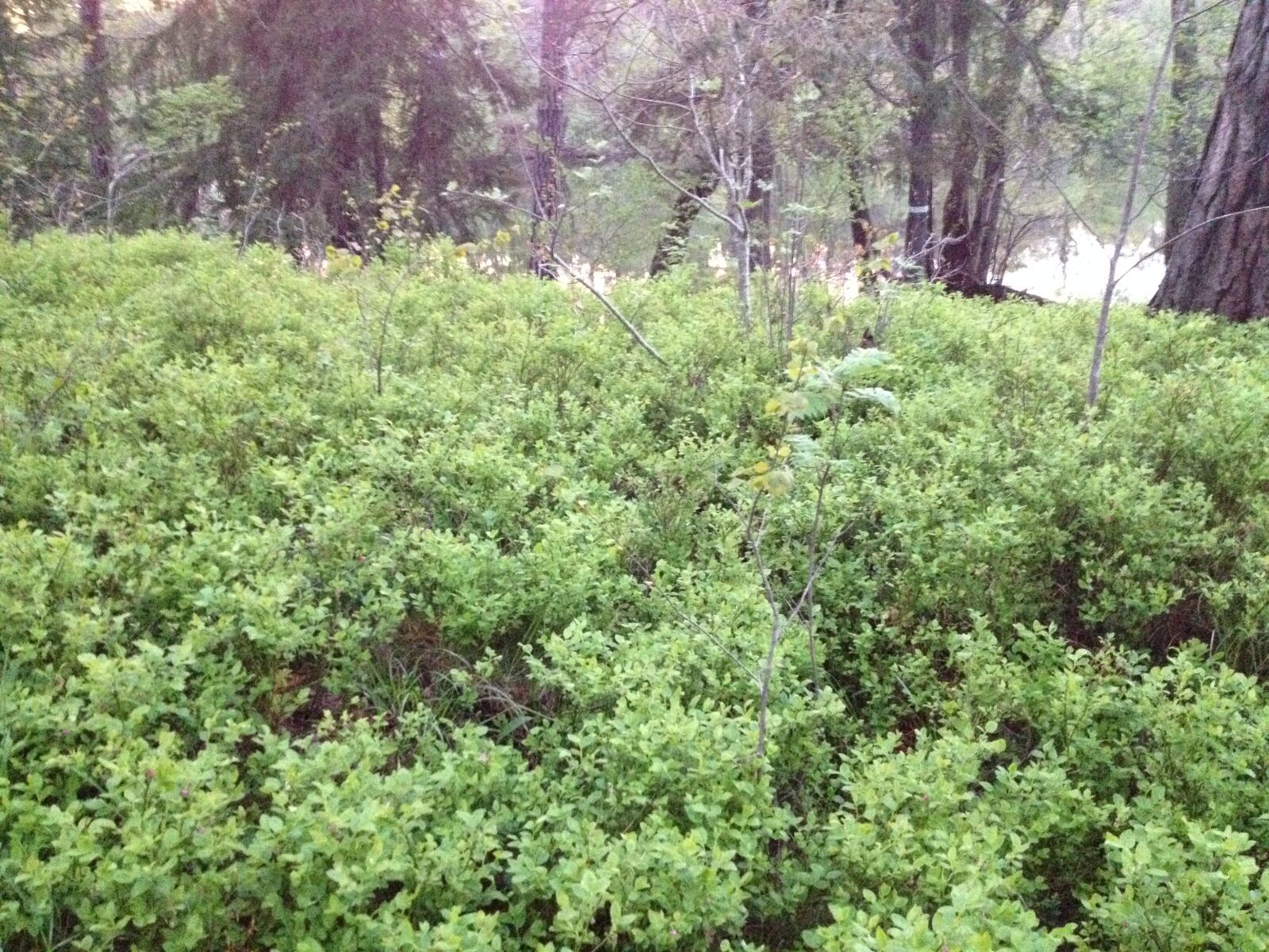 iPhone 4S back camera 4.28mm f/2.4 sample photo. Green, vegetation, nature photography