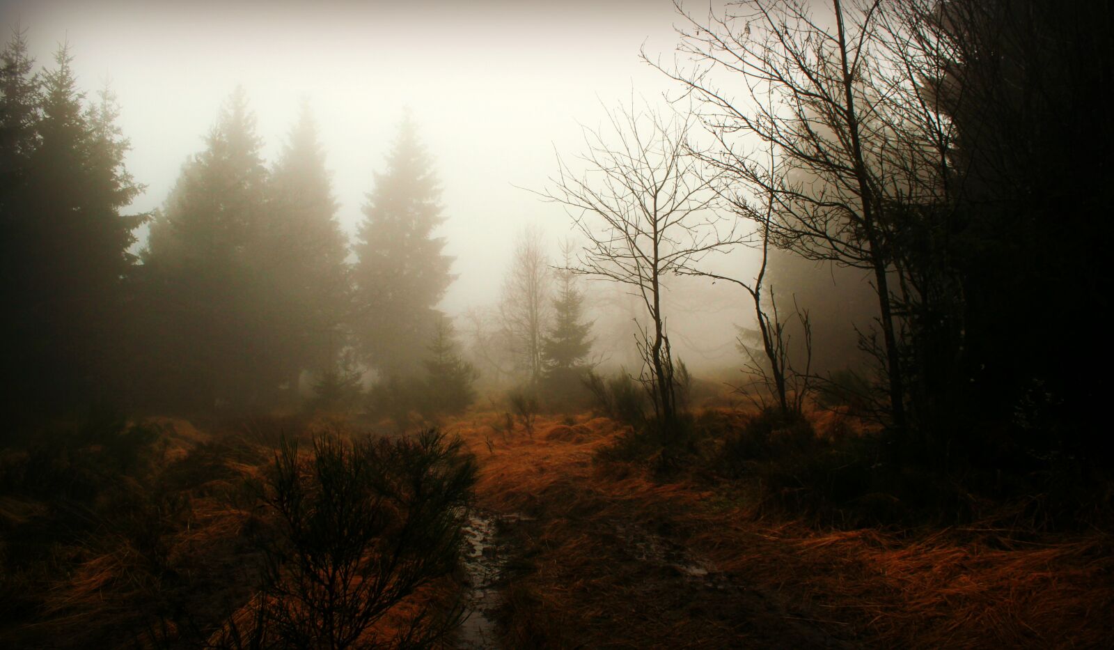 Canon EOS 500D (EOS Rebel T1i / EOS Kiss X3) sample photo. Forest, fog, the way photography