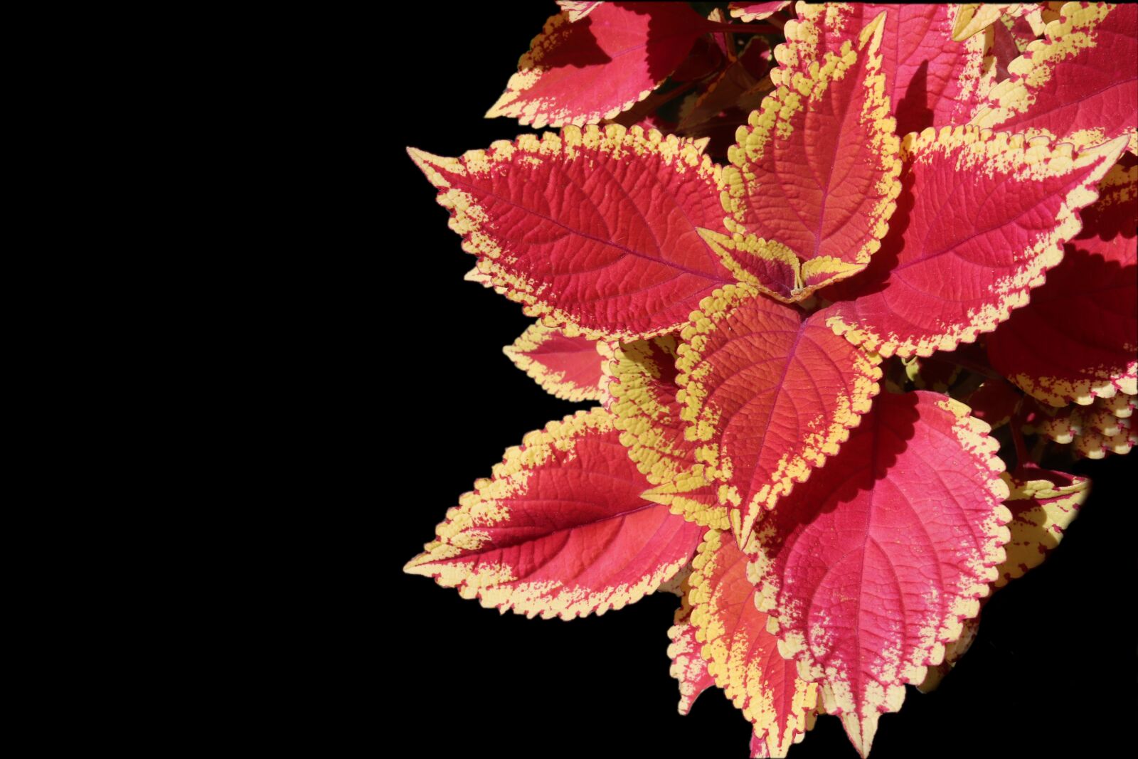 Canon EOS 800D (EOS Rebel T7i / EOS Kiss X9i) sample photo. Coleus, annual plants, foliage photography