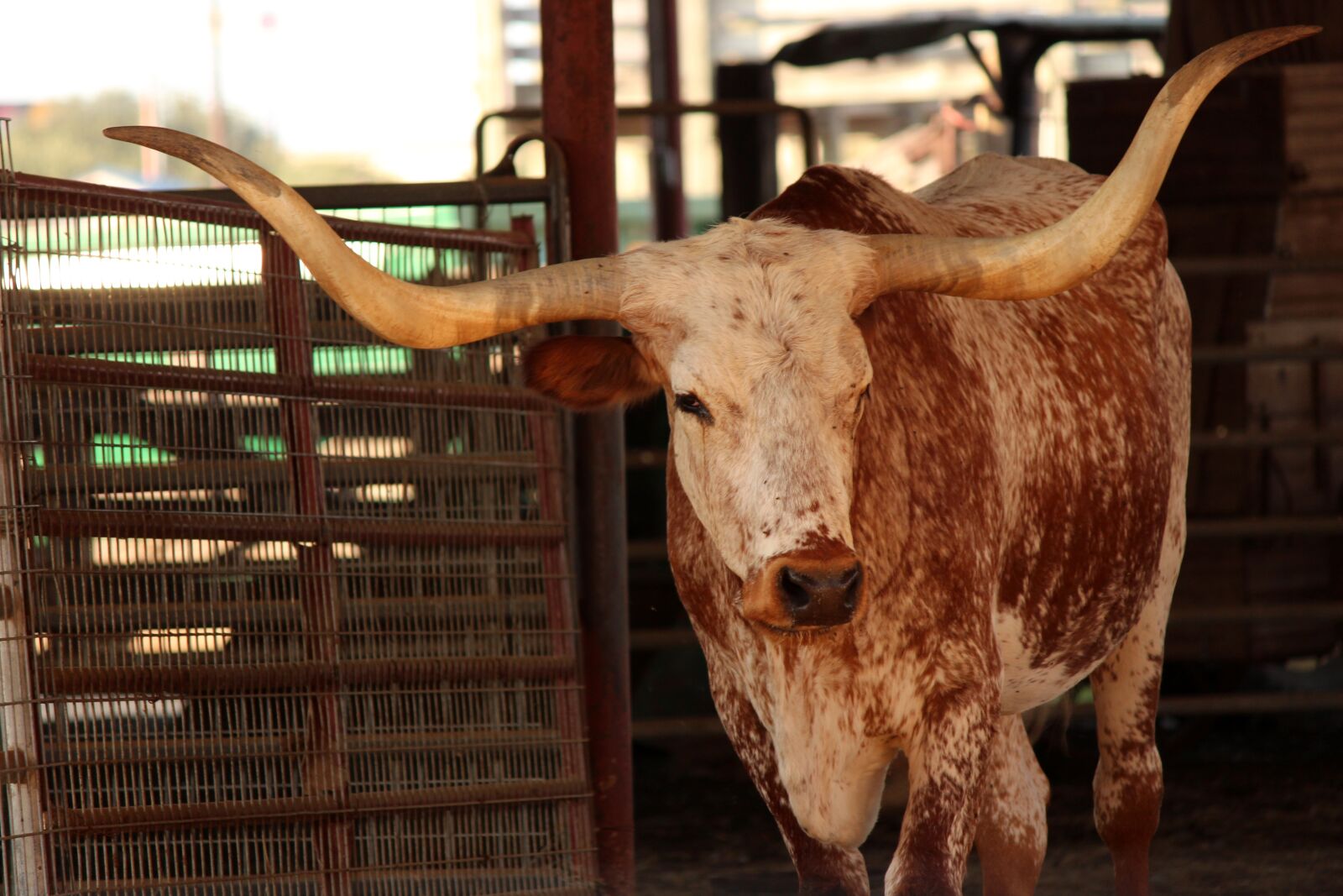 Canon EOS 650D (EOS Rebel T4i / EOS Kiss X6i) + Canon EF-S 55-250mm F4-5.6 IS II sample photo. Longhorn, cattle, texas photography