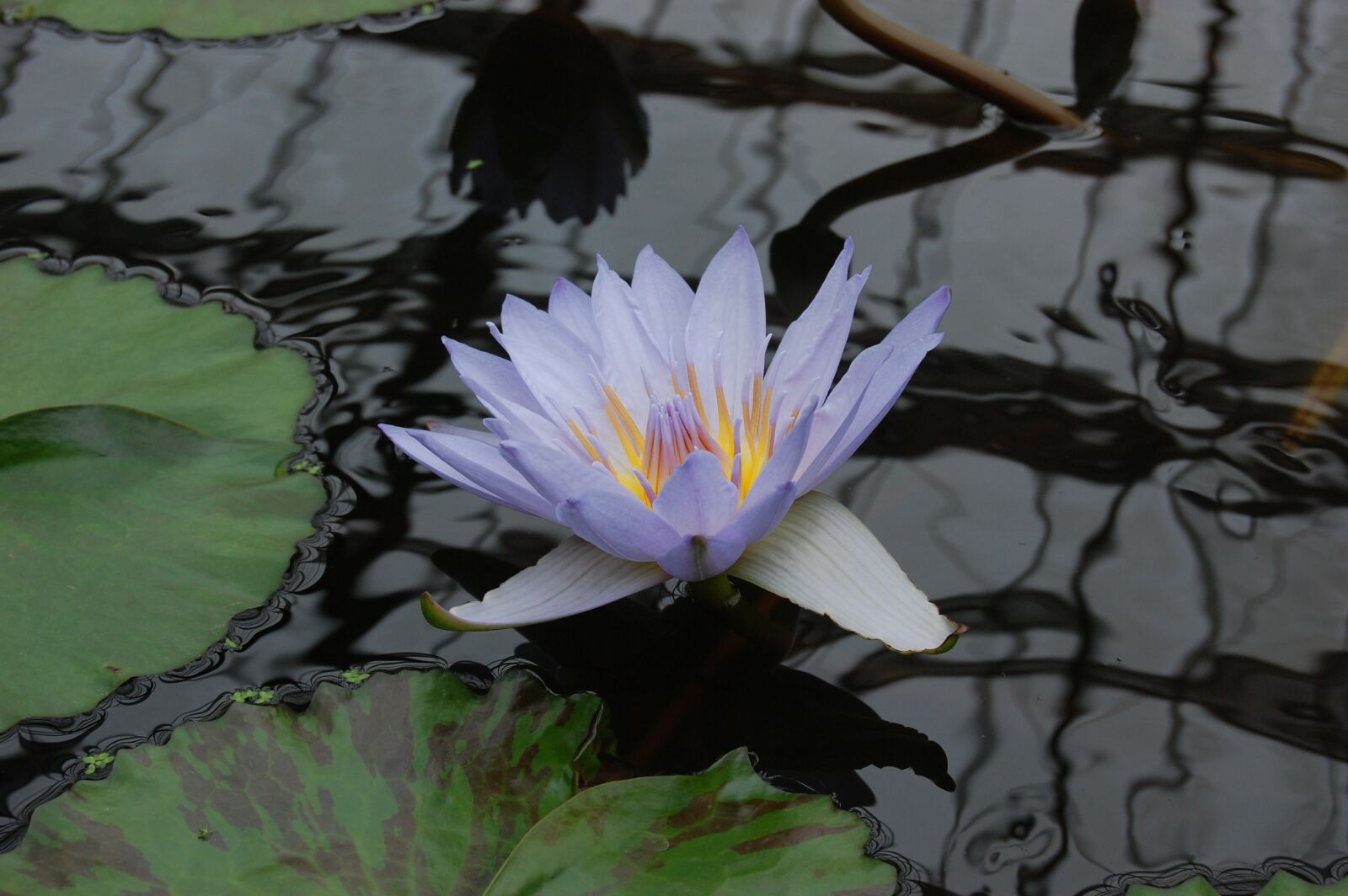 Nikon D40 sample photo. Pond, flowers, plant photography